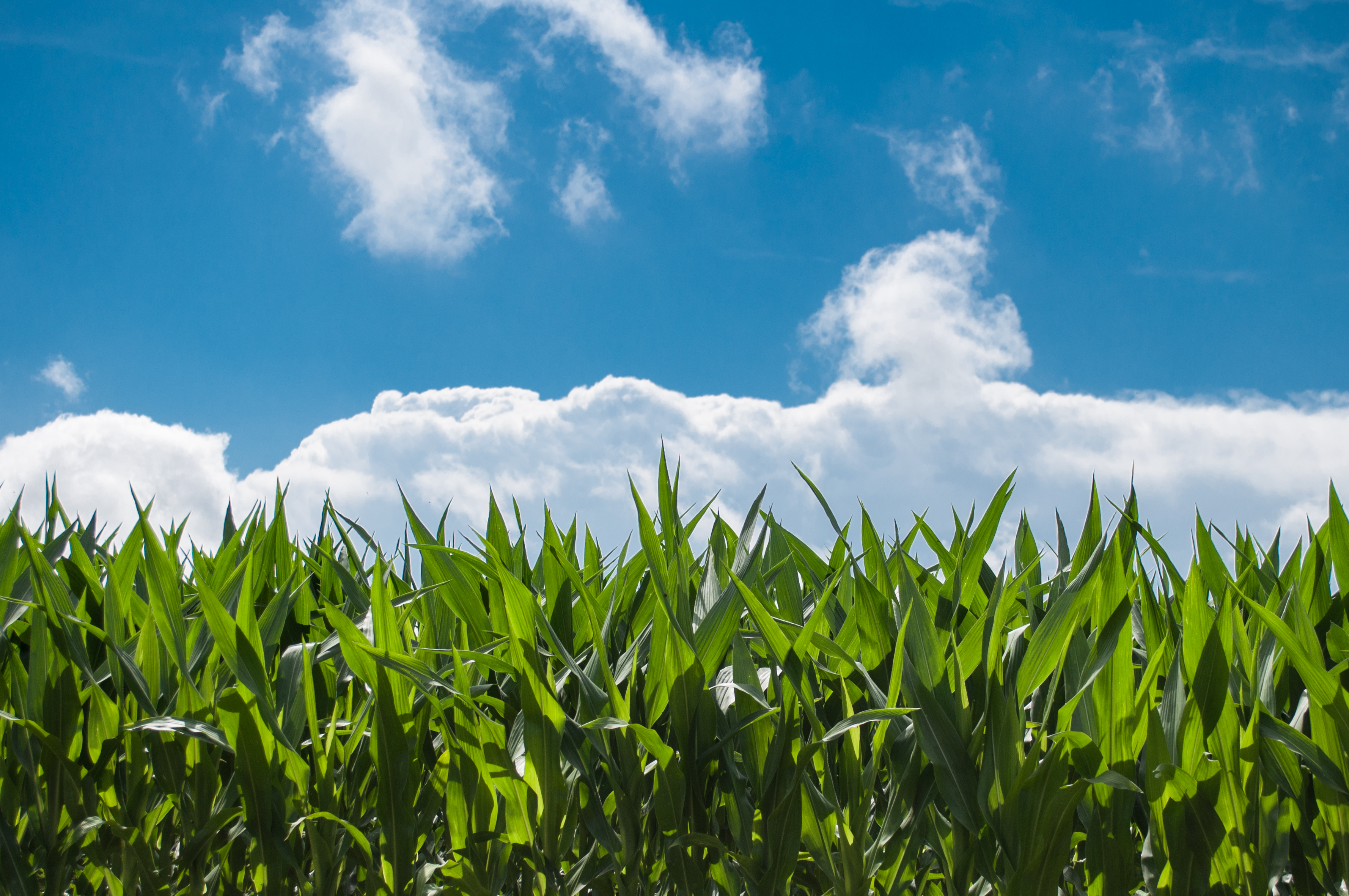 nature-sky-sunny-clouds